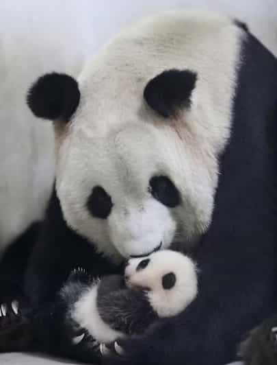 Shanghai：Shanghai Giant Panda House