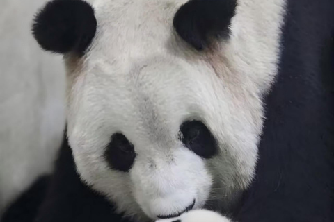 Shanghai：Shanghai Giant Panda House