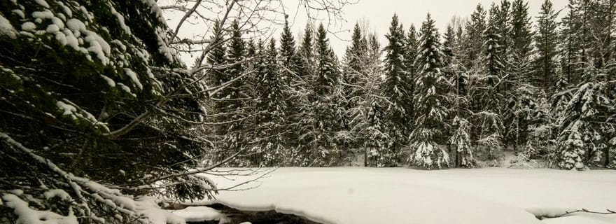 Oulu : excursion hivernale guidée à la réserve naturelle de Sanginjoki