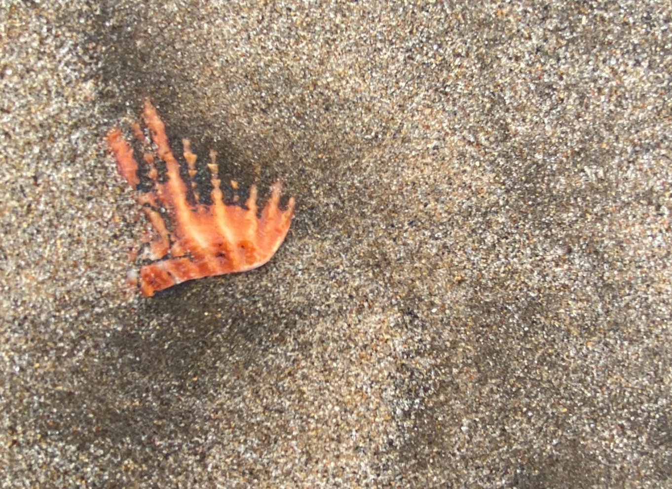 Walvis Bay: 4x4 ørkenudflugt til Sandwich Harbour Bay