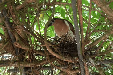 Cebu Safari: Experience Wildlife Up Close