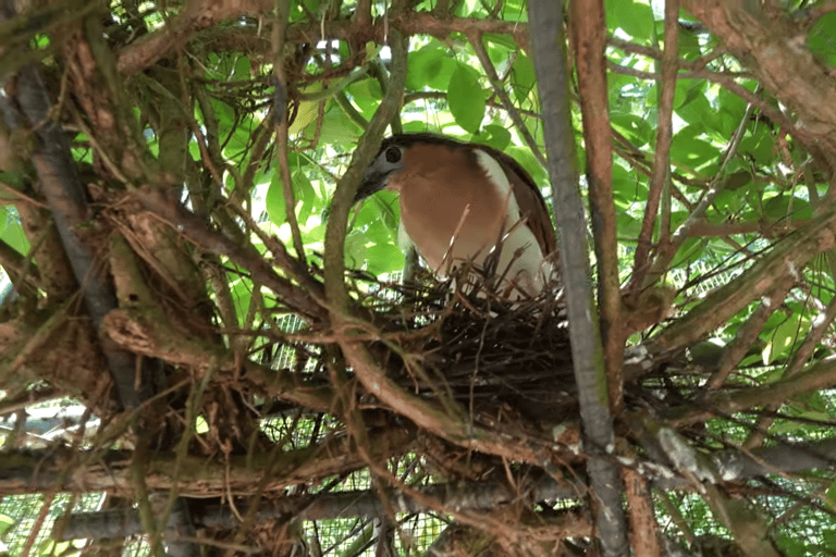 Cebu Safari: Experience Wildlife Up Close