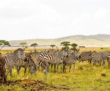 Safari a Mikumi, cascate di Chizua e villaggio Masai - Tour di 3 giorni