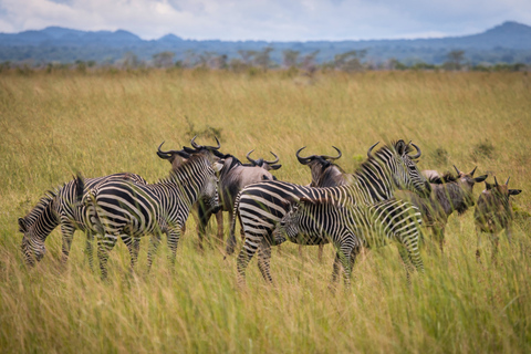 From Zanzibar: 2-Day Selous Safari with Flights & Lodge Stay 2-Day Selous Safari - Without Transfer