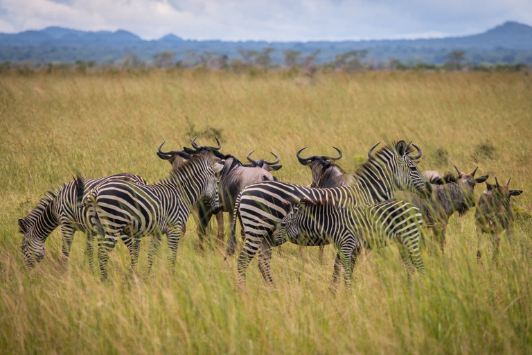 From Zanzibar: 2-Day Selous Safari with Flights & Lodge Stay 2-Day Selous Safari - Without Transfer