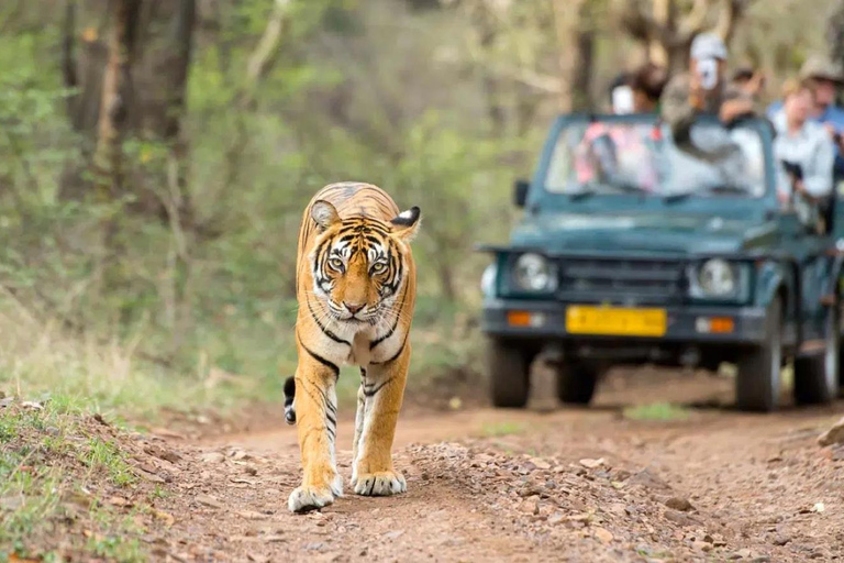 From Jaipur: Explore Ranthambore on a Tiger Safari Day Trip Jaipur to Ranthambore: Morning safari starts 6 AM–7 AM