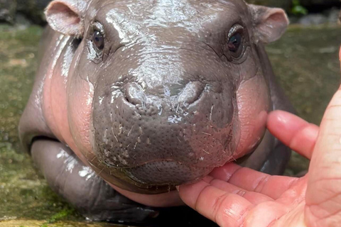 Bangkok/Pattaya: Excursão particular ao Zoológico Khao Kheow com serviço de busca