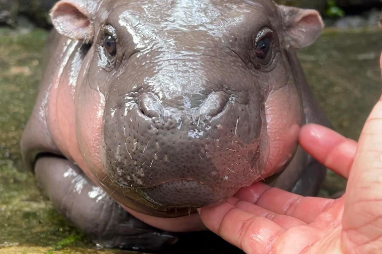 Bangkok/Pattaya: Excursão particular ao Zoológico Khao Kheow com serviço de busca