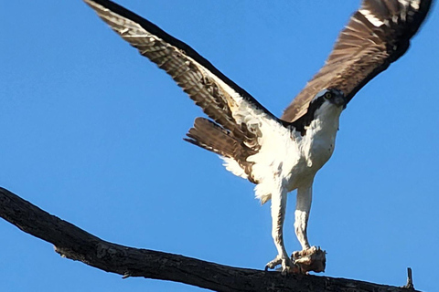 Daytona/New Smyrna Beach: Unforgettable Kayak Wildlife tours