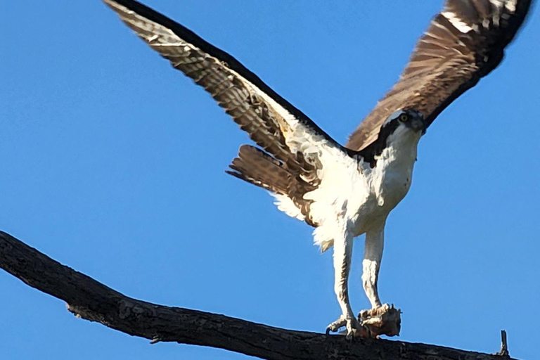 Daytona/New Smyrna Beach: Unforgettable Kayak Wildlife tours