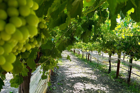 Private Swan Valley Wine Tour | Boutique Wineries