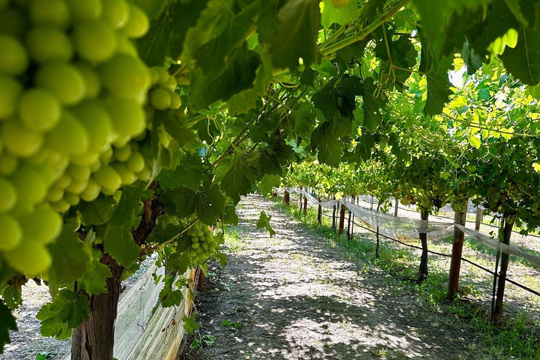 Private Swan Valley Wine Tour | Boutique Wineries