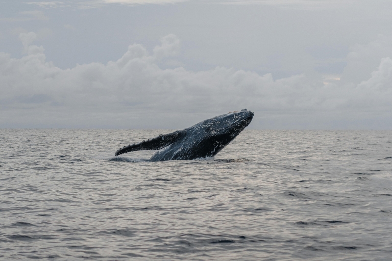 Observation des baleines à Mirissa avec déjeuner de fruits de mer