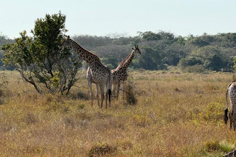 Maputo National Reserve Park Safari Excursion