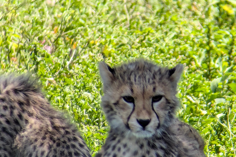 Arusha: 4 giorni di safari nel Serengeti e nel cratere del NgorongoroSafari privato