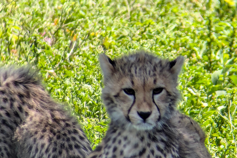 Arusha: 4 giorni di safari nel Serengeti e nel cratere del NgorongoroSafari privato