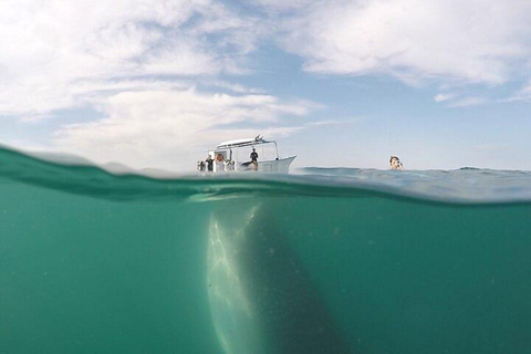 From La Paz: Whale Sharks, Sea Lions & Balandra Beach Combo