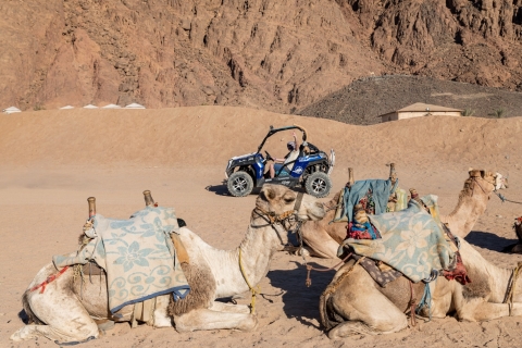 Sharm el-Sheikh: Bedouin Village and Buggy Desert Day Tour Double Buggy Ride, Tea, Camel Ride, Dinner, and Show