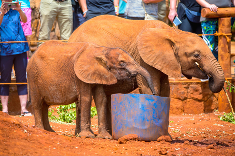 Nairobi : Visite de la pépinière d&#039;éléphants David Sheldrick