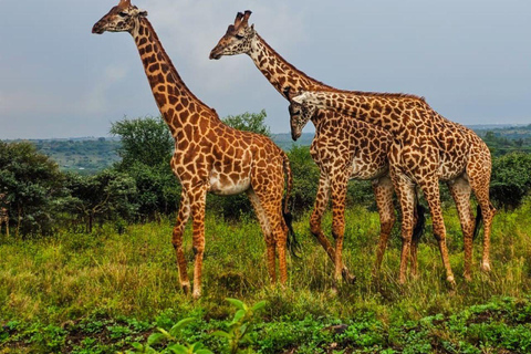 Mombasa/Diani: 2-Day Tsavo East Safari with Meals Private day tour to Tsavo East National Park - VAN