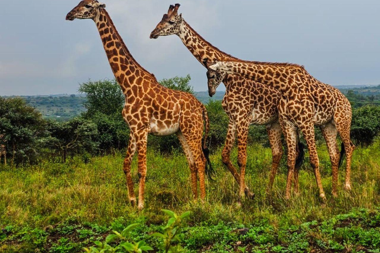 Mombasa/Diani: 2-Day Tsavo East Safari with Meals Private day tour to Tsavo East National Park - VAN