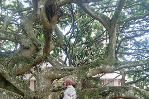 Kandy: Full-Day Tuk-Tuk Tour with Temples & Gardens by Local