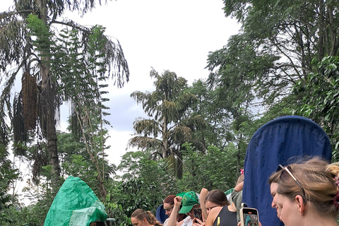 Ella: Organic Tea Plantation Tour with Tea Making & Tasting