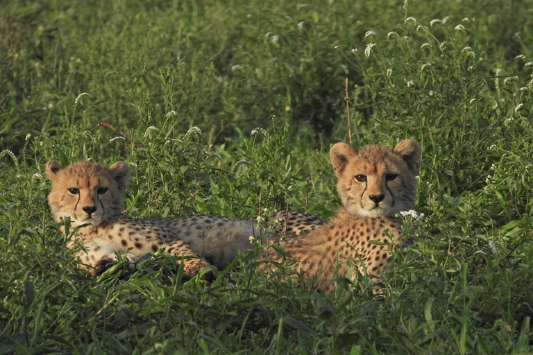 Budget Kruger &amp; Panorama meerdaagse tour vanuit Johannesburg5-daagse budgetreis naar Kruger &amp; Panorama