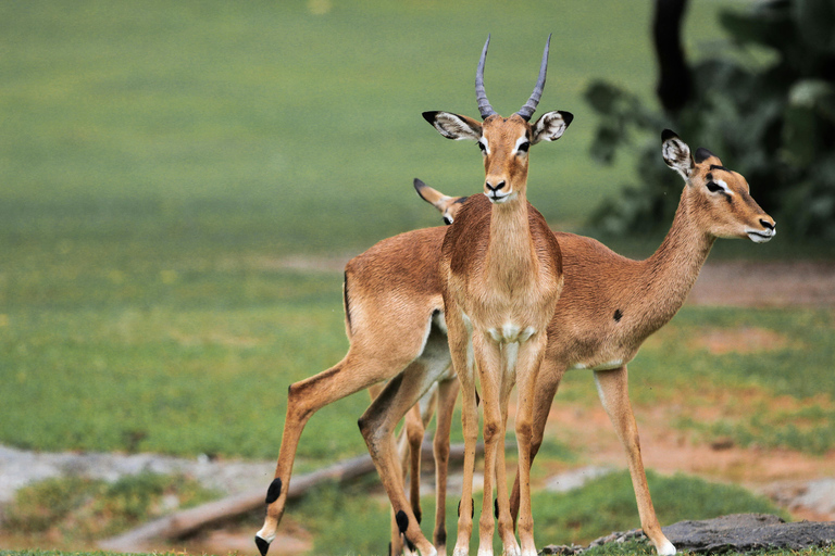 Nairobi: Lake Nakuru National Park Safari with Lunch