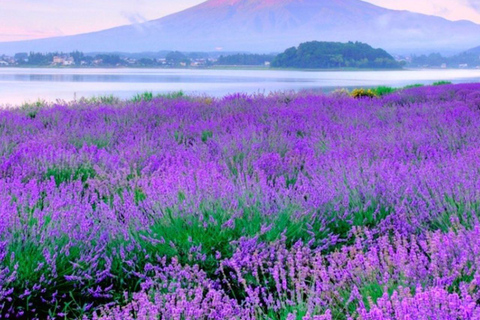 Tokio: Excursión de un día al Monte Fuji, Lago Yamanaka y Lago KawaguchikoSalida Marunouchi Norte:8:00 AM