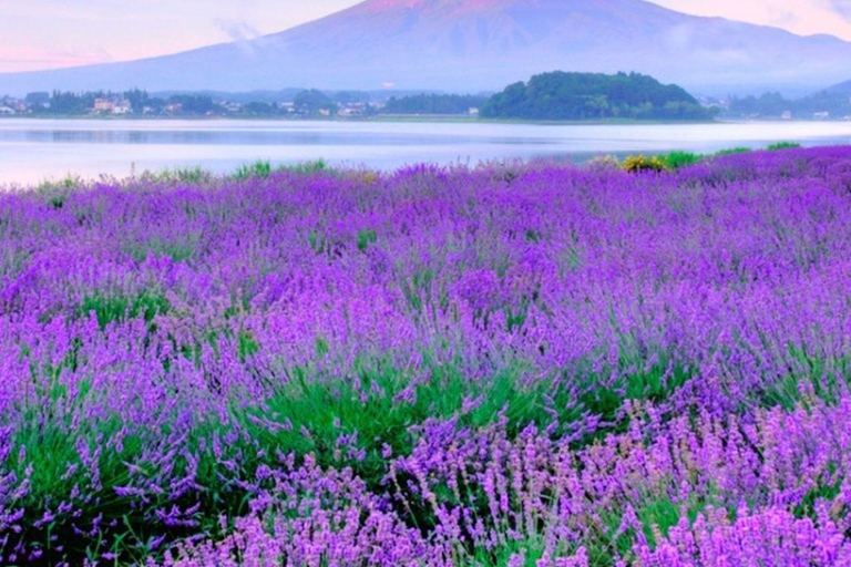 Tokio: Excursión de un día al Monte Fuji, Lago Yamanaka y Lago KawaguchikoSalida Marunouchi Norte:8:00 AM