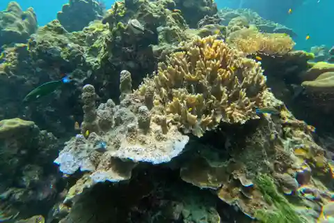 From Koh Lanta: Koh Rok and Koh Ha Day Tour-Queen of Andaman
