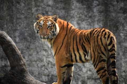 Vanuit Delhi: 5-daagse tijgersafari & Gouden Driehoek TourPrivéreis zonder hotels