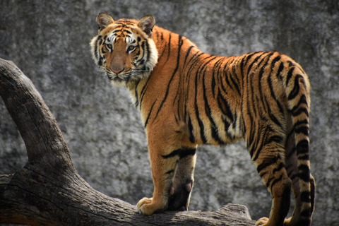 From New Delhi: 5-Day Tiger Safari &amp; Golden Triangle TourPrivate Tour without Hotels