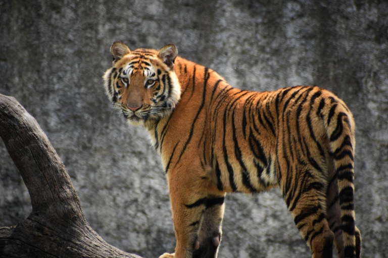 Vanuit Delhi: 5-daagse tijgersafari & Gouden Driehoek TourPrivéreis zonder hotels