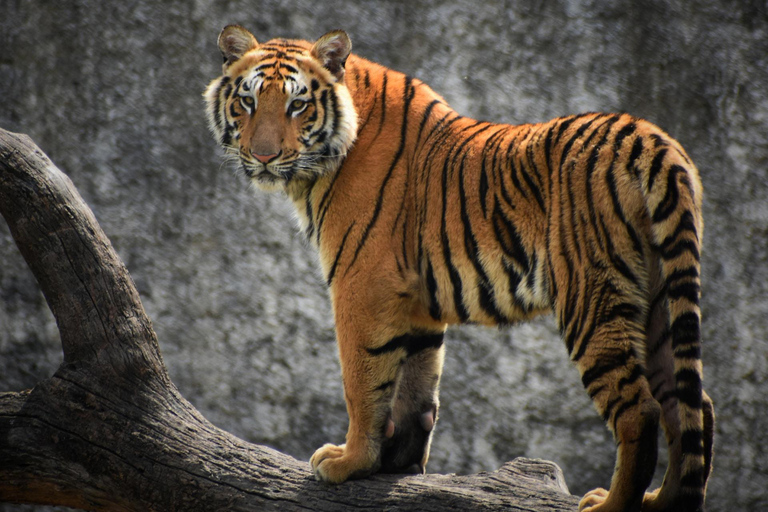 From Delhi: 5-Day Tiger Safari & Golden Triangle Tour Private Tour without Hotels