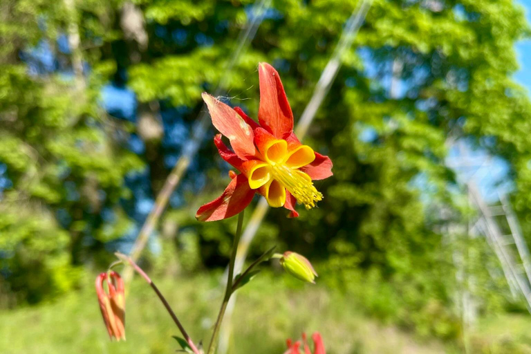 Portland: Forest Park Bike or E-Bike Tour Medium Carbon Gravel Bike (5'7"-5'11" or 170-181cm)