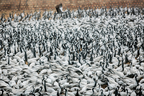 Uma excursão de um dia ao Santuário de Pássaros de Bharatpur saindo de Agra.