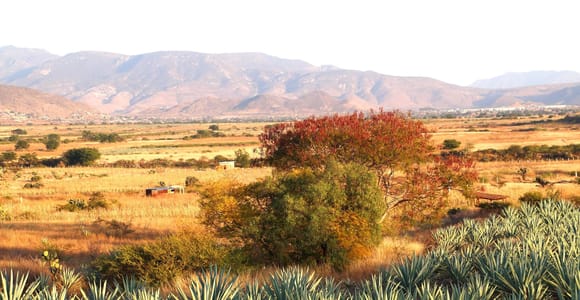Oaxaca: Mezcal Tasting & Barrel Ride