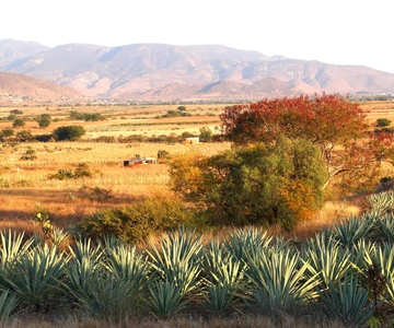 Oaxaca: Degustação de mezcal e passeio em barris