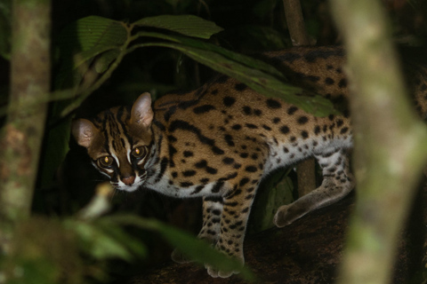 Night Safari: Wild Cat Spotting Adventure from Sigiriya