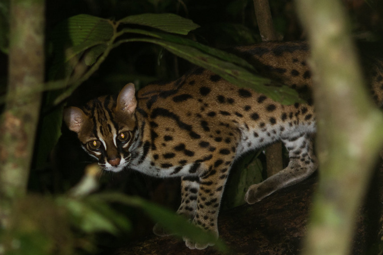Night Safari: Wild Cat Spotting Adventure from Sigiriya