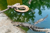 Savannah, Tybee Island Dolphin Tour - Hizvo