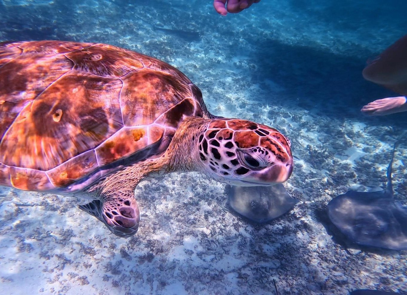 Tulum: 2-timers snorkling på to steder af Tulums rev