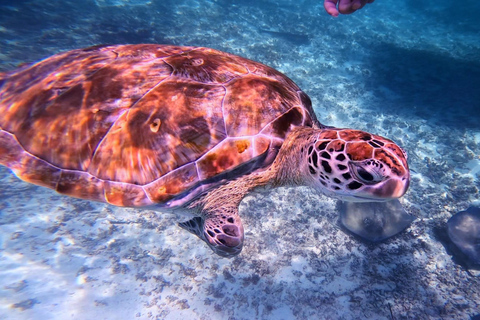 Tulum: Snorkeling at Paradise Reef