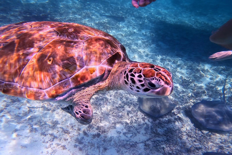 Tulum: Snorkeling at Paradise Reef