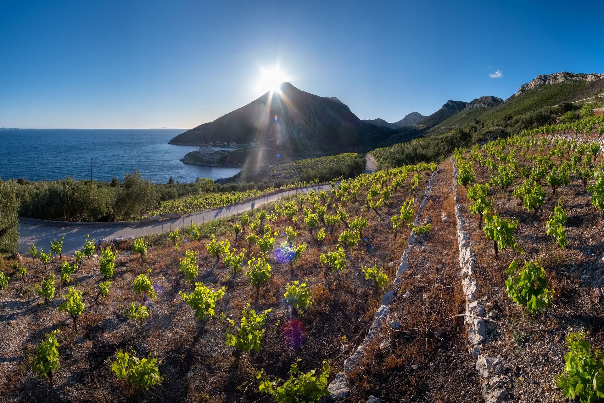 Von Dubrovnik aus: Private Tour durch die Weinregion Pelješac und Ston