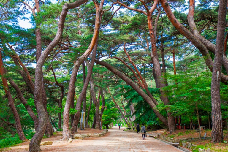 Busan: Discovery Tour With Snow &amp; UNESCO Spot