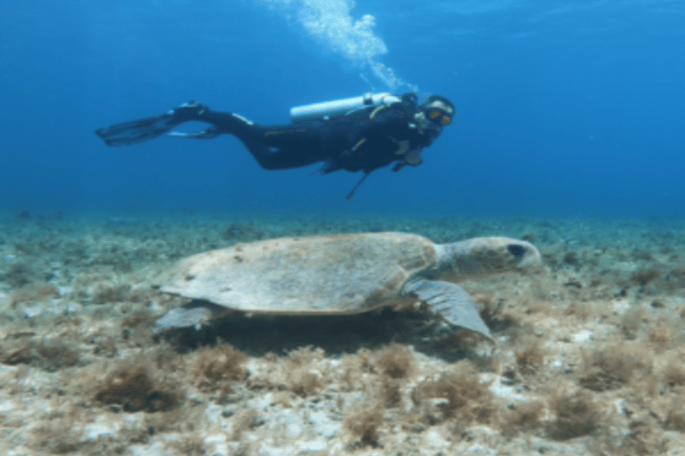 Immersione nel CenoteImmersioni nei cenote