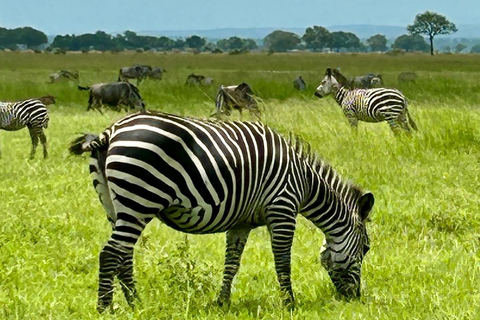 SAFARI WILDLIFE FROM ZANZIBAR TO MIKUMI 3 DAYS 2 NIGTHS